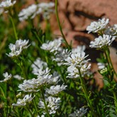 Candytuft